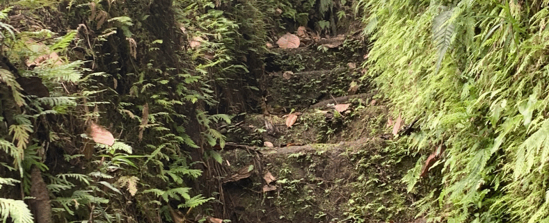 Jacko Steps, Jacko Flats Trail, Dominica. The stone steps were built by Chief Jacko, an 18th-century leader of escaped slaves, to access their Maroon settlement and protect it against colonial forces. Photo by Jonathan Rodriguez.